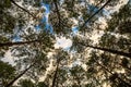 Beech and Pines from bottom view Royalty Free Stock Photo