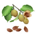 Beech plant and nuts