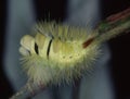 Beech red-tailed caterpillar Royalty Free Stock Photo