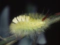 Beech red-tailed caterpillar Royalty Free Stock Photo