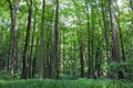 Beech tall green trees and grass in spring forest Royalty Free Stock Photo