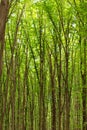 Beech tall green trees in spring forest Royalty Free Stock Photo