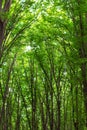 Beech tall green trees in summer forest Royalty Free Stock Photo