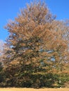 Beech tree