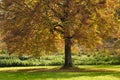 Beech tree in autumn