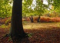 Beech tree in autumn with colourful bracken Royalty Free Stock Photo