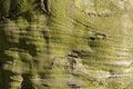 Beech tree bark in close-up. Royalty Free Stock Photo