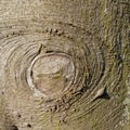 Beech tree bark in close-up. Royalty Free Stock Photo