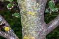 Beech tree, bark. Decorative form. Fagus sylvatica L. Wooden background - texture pattern, for designers Royalty Free Stock Photo