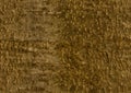 Beech-tree bark. Seamless background pattern Royalty Free Stock Photo