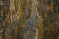 Beech tree bark with textured pattern. Royalty Free Stock Photo