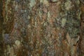 Beech tree bark with textured pattern. Royalty Free Stock Photo