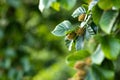 Beech tree branch with beech seeds. Beech nuts. Summer forest background Royalty Free Stock Photo