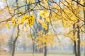 Beech tree branch with withered dry yellow leaves, foggy blurred autumnal park background