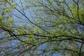 Beech tree branches with new green leaves in spring