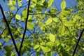 Beech tree branches with new green leaves in spring Royalty Free Stock Photo