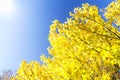 Beech tree branches with yellow dried leaves Royalty Free Stock Photo