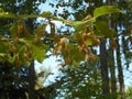 Beech tree with brown fruits in the forest