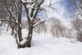 Beech tree covered of snow Royalty Free Stock Photo