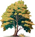 Beech tree dicotyledonous plant
