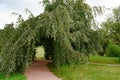 Beech tree with drooping twigs and pass through gate. Tree branches cutted away for way through.