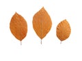 Beech tree dry copper brown leaves set isolated on white background. Transparent png additional format Royalty Free Stock Photo