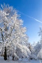 Beech tree (Fagus) in deciduous forest, covered in white snow in winter, Hala Slowianka, Beskid Mountains, Poland