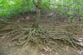 Beech tree (Fagus orientalis) with roots growing above the ground Royalty Free Stock Photo