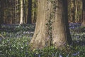 Wild vegetation and floowers in the springtime woodland Royalty Free Stock Photo