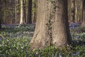 Beech tree foot with ivy climbing on the trunk Royalty Free Stock Photo