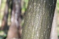 Hornbeam tree in the forest