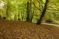 Beech tree forest in fall Royalty Free Stock Photo