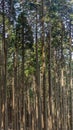 Beech tree forest panorama Royalty Free Stock Photo