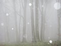 Beech tree forest during a snowstorm Royalty Free Stock Photo