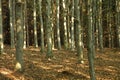 Beech tree forest Royalty Free Stock Photo