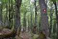 The beech tree forest and the trail mark on the tree