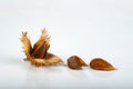 Beech tree fruit on a light table. Seeds of the deciduous tree
