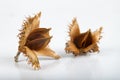 Beech tree fruit on a light table. Seeds of the deciduous tree