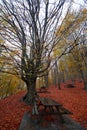 Beech tree