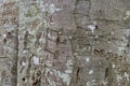 Beech tree graffiti Royalty Free Stock Photo
