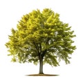 Beech tree isolated on white transparent background Royalty Free Stock Photo