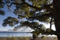 Beech tree on lake Te Anau, South Island, New Zealand Royalty Free Stock Photo