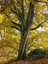 A beech tree in late september with leaves beginning to turn yell