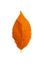 Beech Tree leaf on white background. Royalty Free Stock Photo