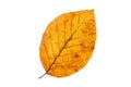 Beech tree leaf in autumn