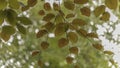 Beech tree leaves against the sunshine Royalty Free Stock Photo