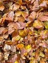 Beech tree leaves Royalty Free Stock Photo