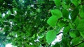 Beech Tree Leaves on a Summers Day Royalty Free Stock Photo