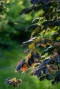 Beech tree leaves with sunlight at springtime Royalty Free Stock Photo