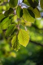 Beech tree leaves with sunlight at springtime Royalty Free Stock Photo